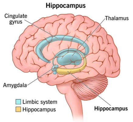 <p>Essential for the formation of new memories and converting short-term memory into long-term memory. Involved in spatial navigation. In the Limbic System, adjacent to the amygdala.</p>