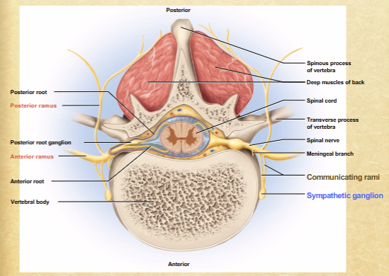 <p>communicating rami</p><p>preganglionic fibers: myelinated fibers enter ganglion via white communicating ramus</p><p>postganglionic fibers: unmyelinated fibers leave ganglion via gray communicating ramus</p>
