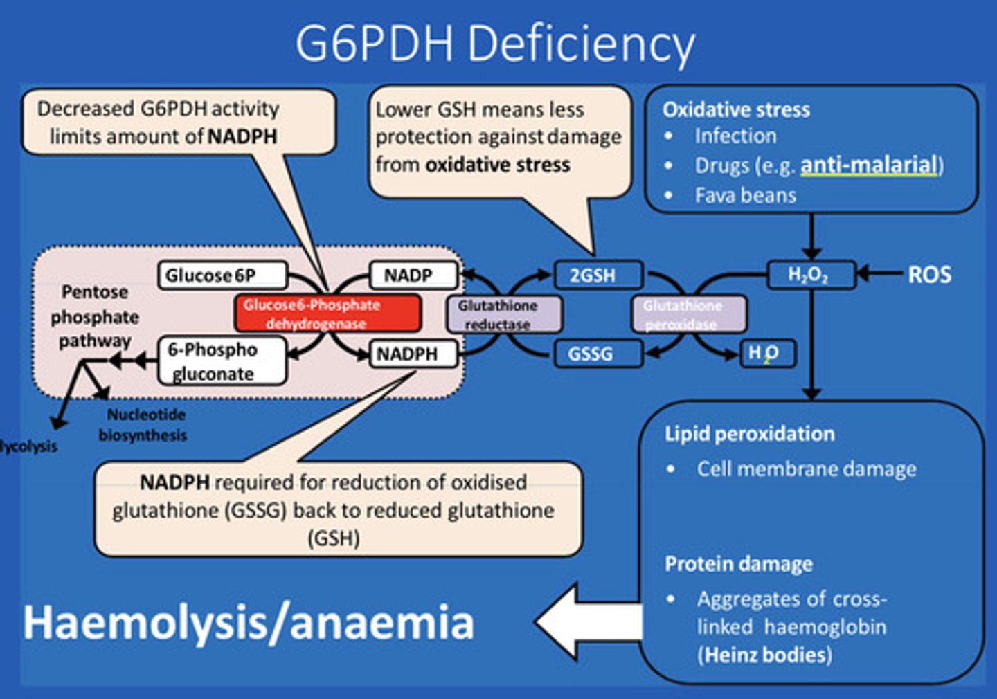 <p>G6PDH deficiency</p>