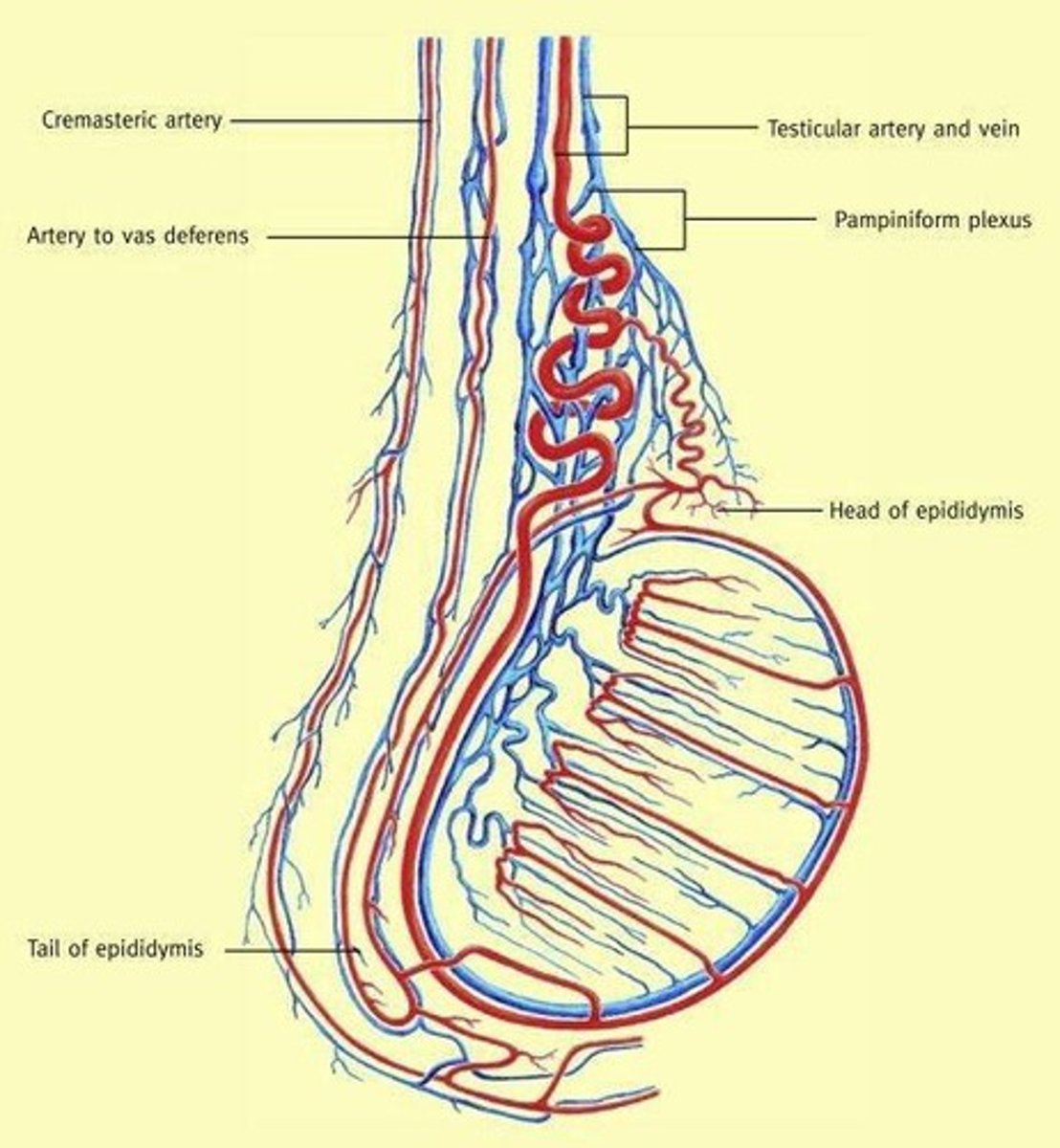<p>Cells producing testosterone in the testes.</p>