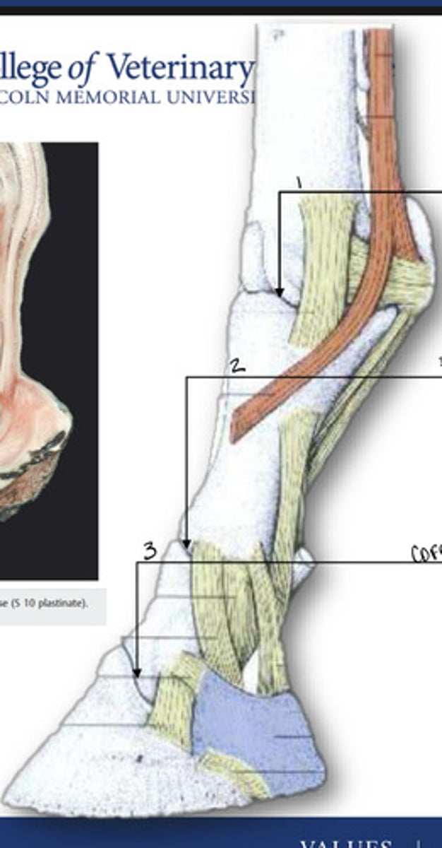 <p>What is the joint labeled 1?</p>