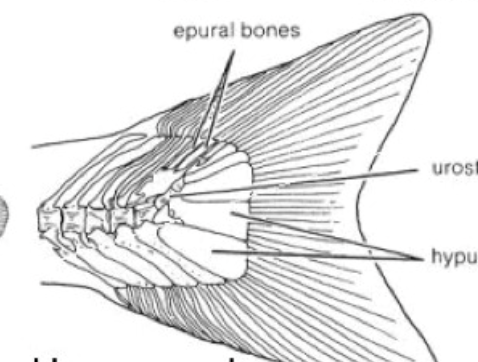 <p>equal-lobed; most bony fishes</p>