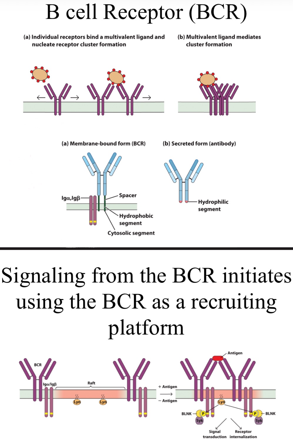 <p>B-cells don’t use Lck. They use _</p>