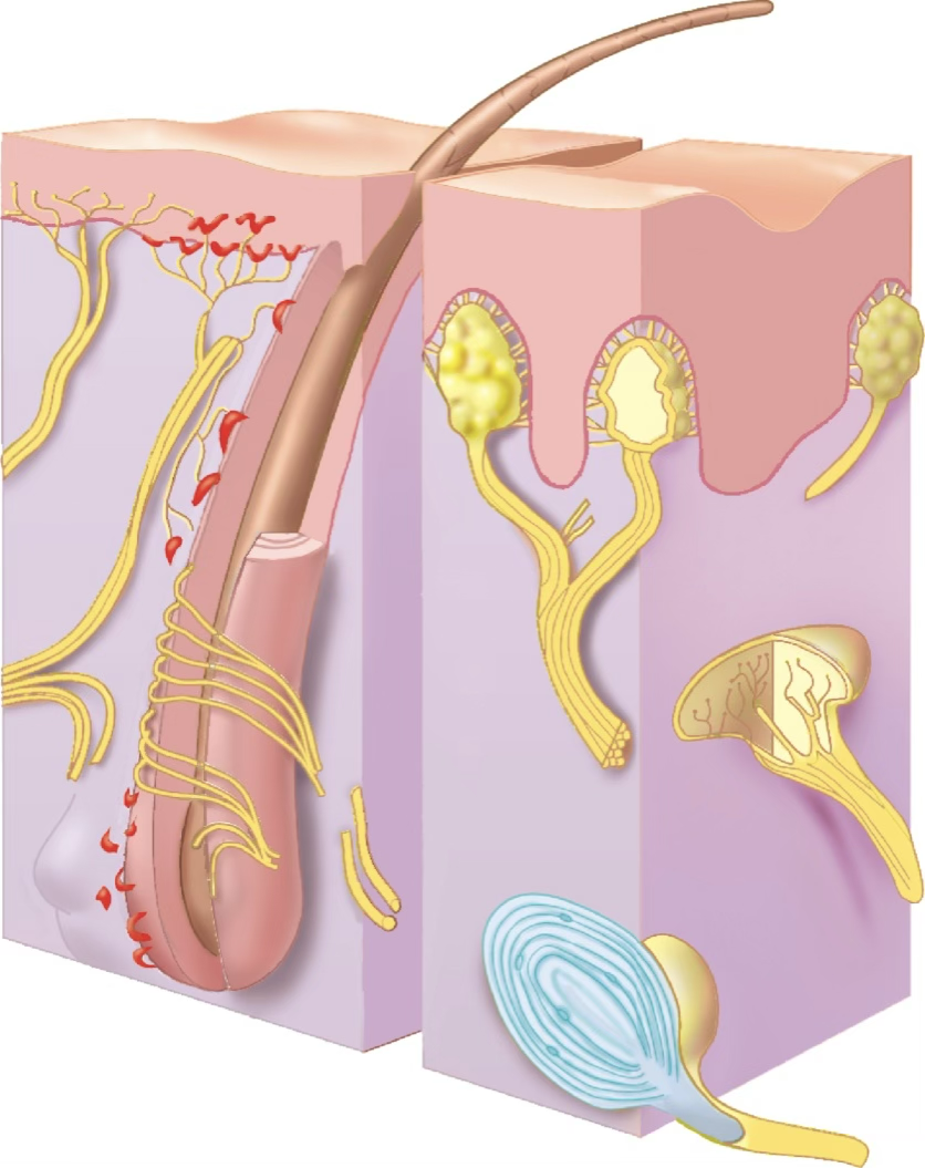 <p>Tactile (Meissner) corpuscles</p>
