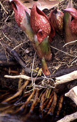 <p>contractile roots (lily bulbs)</p>