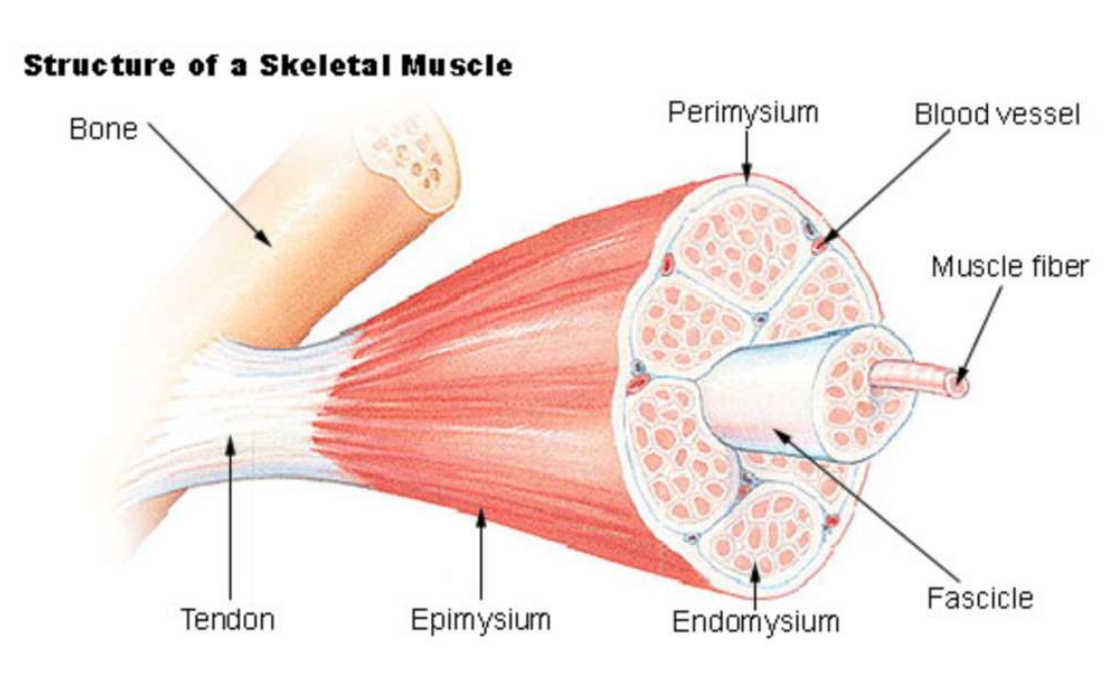 <ul><li><p>Épimysium</p><ul><li><p>Recouvre l’ensemble du muscle</p></li><li><p>Tissu conjonctif dense et irrégulier</p></li></ul></li><li><p>Périmysium</p><ul><li><p>Entoure les faisceaux musculaires </p></li><li><p>Tissu dense et régulier</p></li></ul></li><li><p>Endomysium</p><ul><li><p>Entour chaque fibre musculaire </p></li></ul></li></ul><p></p>