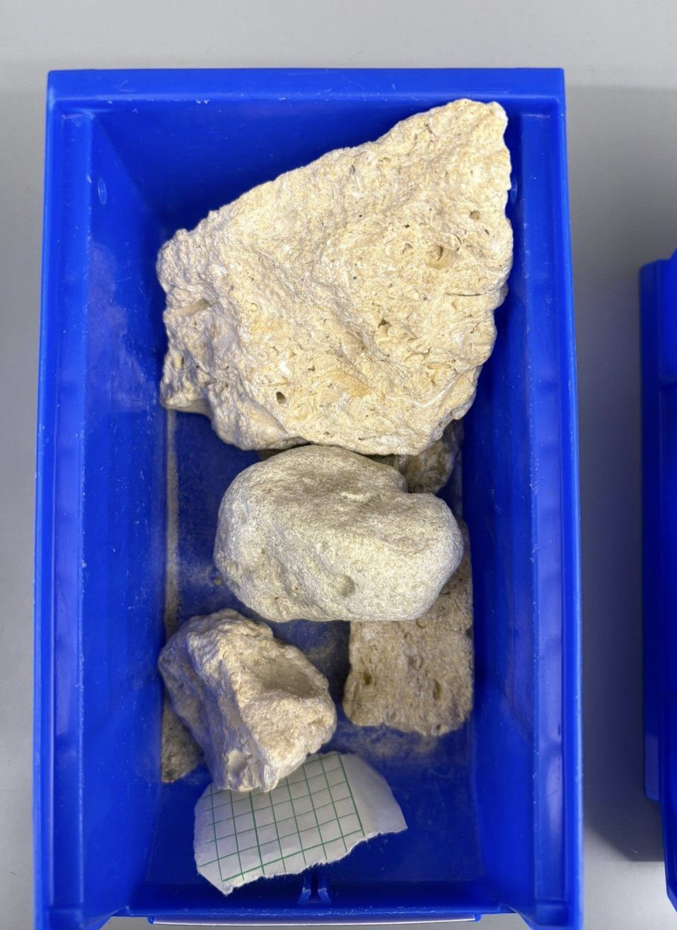 <p>Composition: Biochemical</p><p>Grain Size: Visible Shells</p><p>Grain Roundness: Angular</p><p>Grain Arrangement (Sorting): Poorly/Moderate</p><p>Reacts with HCL</p>