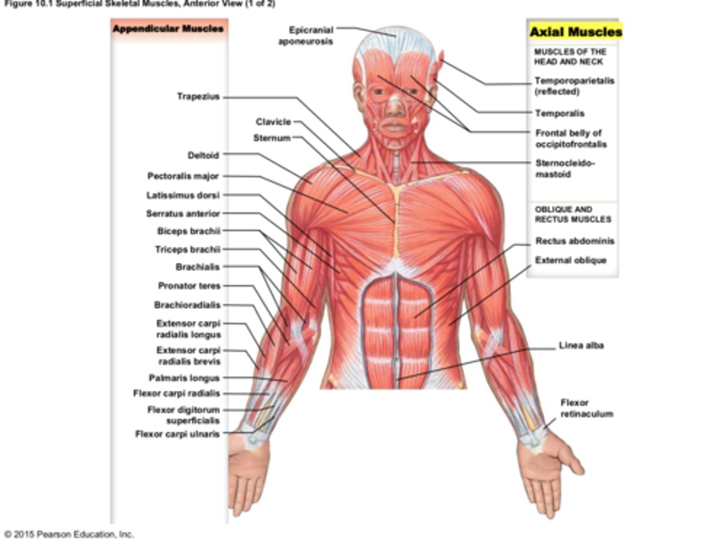 <p>support and position axial skeleton</p>