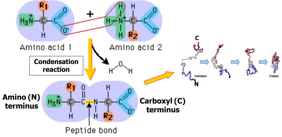 <p>Explain the reaction that links two amino acids together. (slide 5)</p>