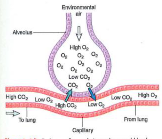 <p>The surface area of lungs is large and allows for rapid uptake and release of certain molecules </p><p>For particulate matter (smaller particles), they move deeper into the respiratory system. They move through alveolar cells and are carried to other organs and can also carry absorbed materials </p>