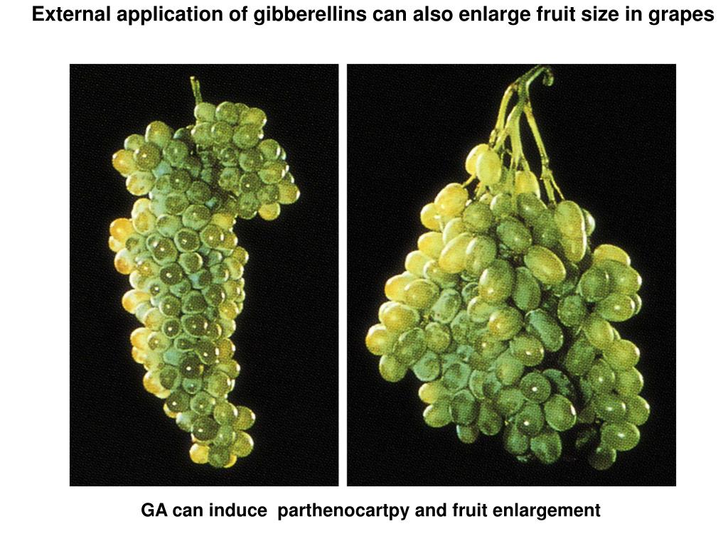 <p><span><span> stimulates cell elongation, bud breaking, seedless fruit production, and seed<br>germination.</span></span></p>