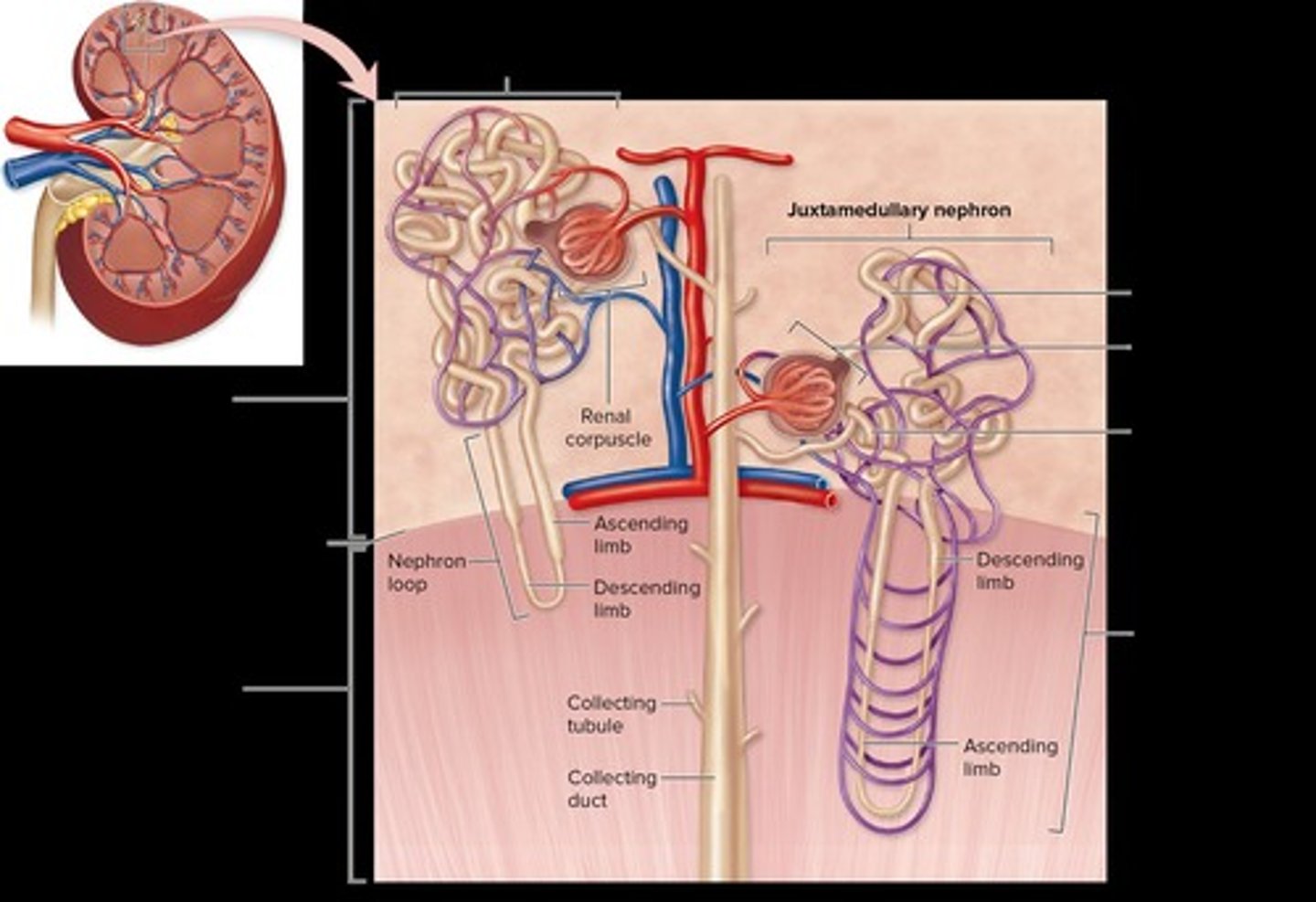 <p>It includes macula densa cells that sense NaCl and juxtaglomerular cells that sense blood pressure and release renin.</p>