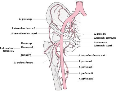 <p>Deep femoral artery branches posteriorly from A. femoralis โ gives perforating branches to hamstrings. ๐ Red deep vessel between adductors & hamstrings. ๐ก "Profunda = deep supply."</p>