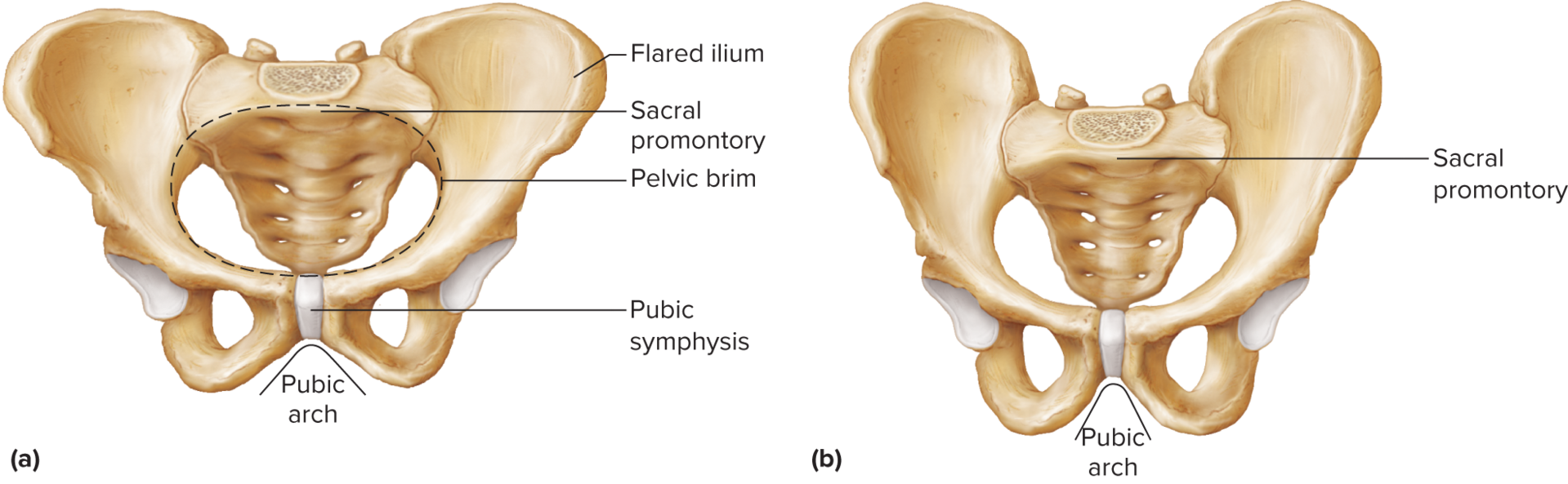 <p>constitutes the anterior portion of the hip bone</p><p>two pubic bones come together at the midline, forming a joint called the pubic symphysis</p><p>angle bones form below the symphysis is the pubic arch</p>