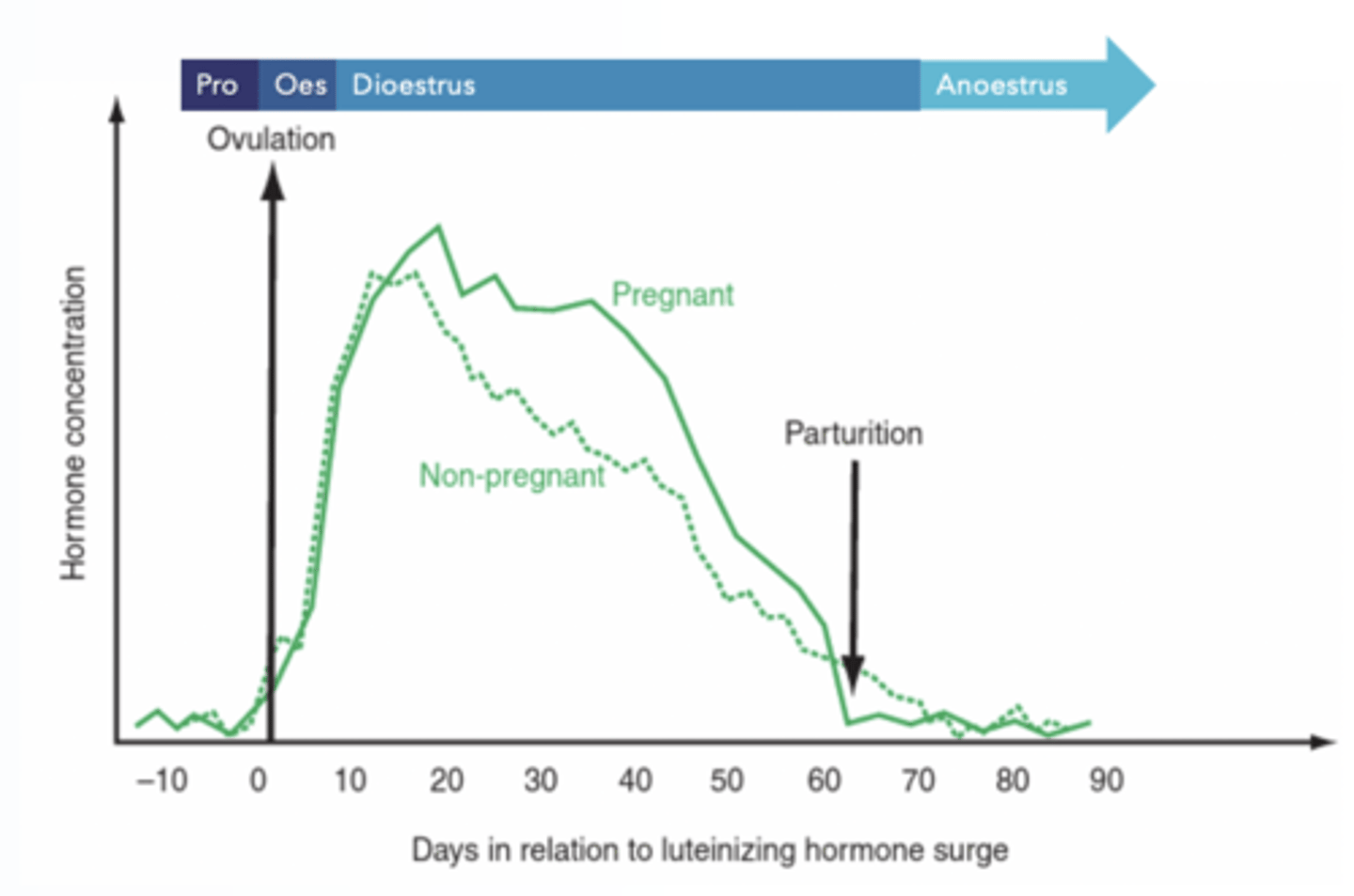 <p>Progesterone.</p>