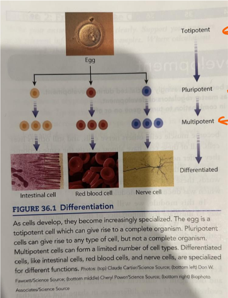 <p>can give rise to any time of cell, but not a complete organism, found in blastocyst</p>