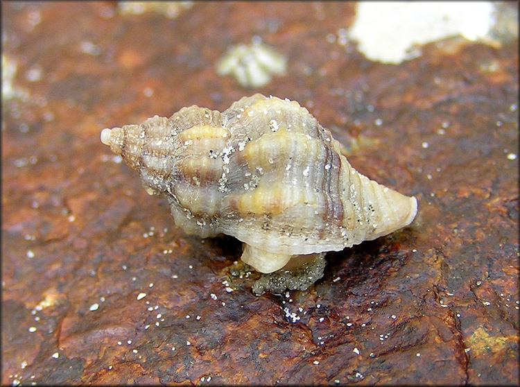 <p>phylum mollusca</p>