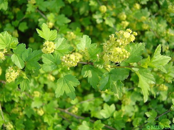 <p><span><em>Ribes alpinum</em></span></p>
