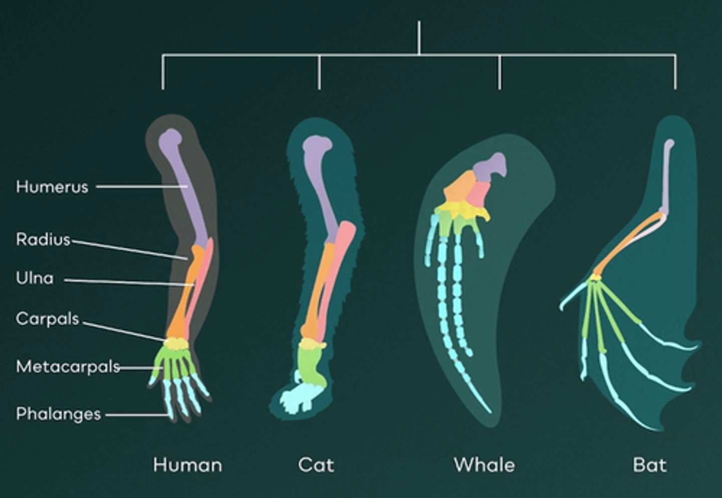 <p>E.They have similar underlying anatomy due to a common ancestor</p><p>Homologous structures are anatomical features found in different species that originate from a common ancestor. These features share a similar underlying structure but may serve different functions. For example, a whale’s flipper and a bat’s wing have different functions, but since both are mammals that share a common ancestor, they are considered homologous structures.</p>