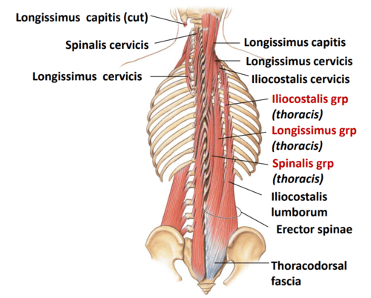 <p>- Erector Spinae muscles</p><p>consists of 3 columns [lateral to medial]</p><p>+ iliocostalis thoracis m. </p><p>+ longissimus thoracis m.</p><p>+ spinalis group</p>