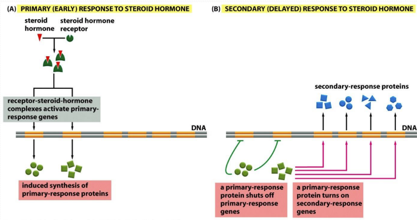 <p><span>Delayed response to steroid hormone&nbsp;</span></p><ul><li><p class="Paragraph SCXW137103434 BCX0" style="text-align: left"><span>One of the ways to respond to hormones&nbsp;</span></p><p class="Paragraph SCXW137103434 BCX0" style="text-align: left"><span>2 step process&nbsp;</span></p></li></ul><ul><li><p class="Paragraph SCXW137103434 BCX0" style="text-align: left"><span>A primary response protein shuts-off primary response gene&nbsp;</span></p></li></ul><ul><li><p class="Paragraph SCXW137103434 BCX0" style="text-align: left"><span>A primary response protein turns on secondary-response genes&nbsp;</span></p></li></ul><p></p>
