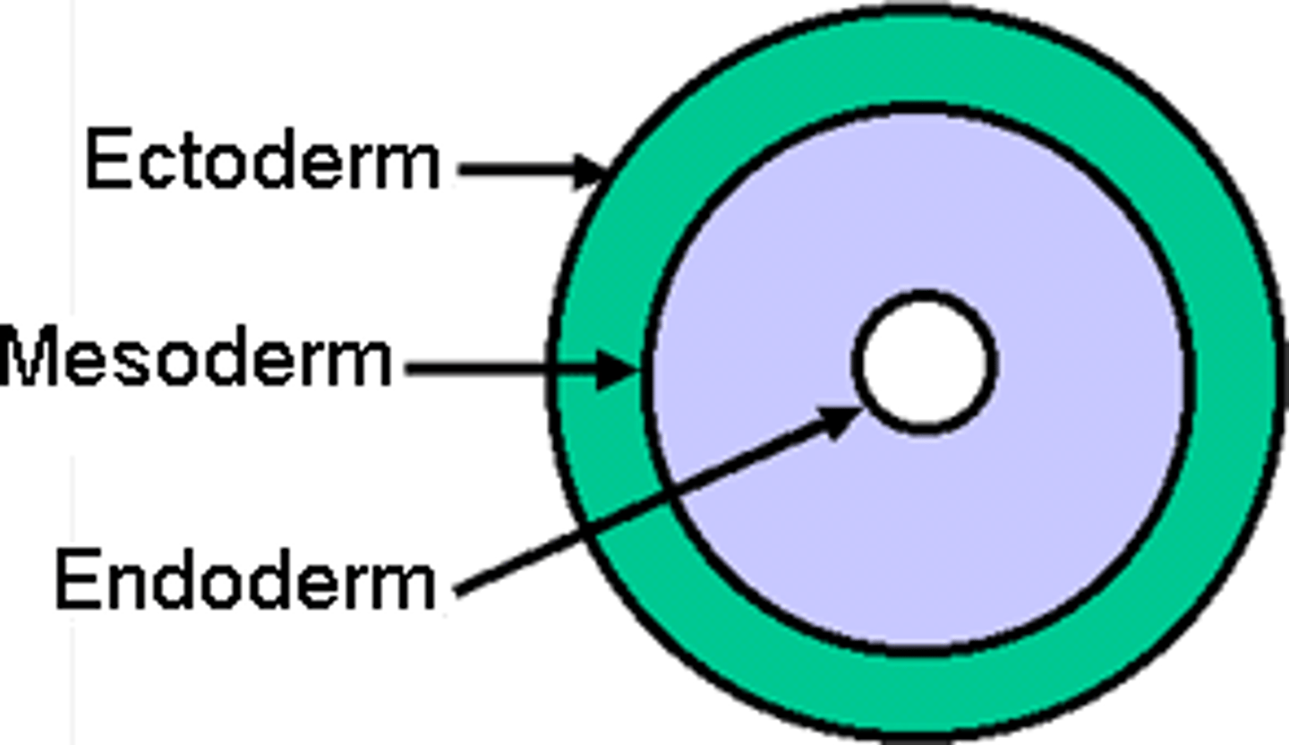 <p>-3 Germ Layers</p><p>-Endoderm: lining of digestive tract and respiratory</p><p>system</p><p>-Ectoderm: epithelia covering of of nervous</p><p>system</p><p>-Mesoderm: muscles and connective tissue</p>