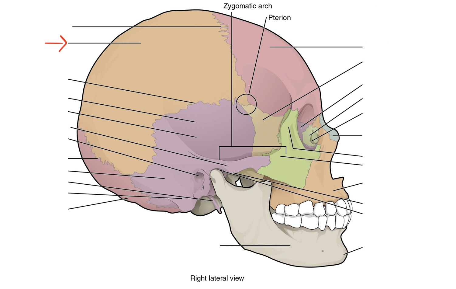 <p>form part of sidewall of cranium; temple</p>