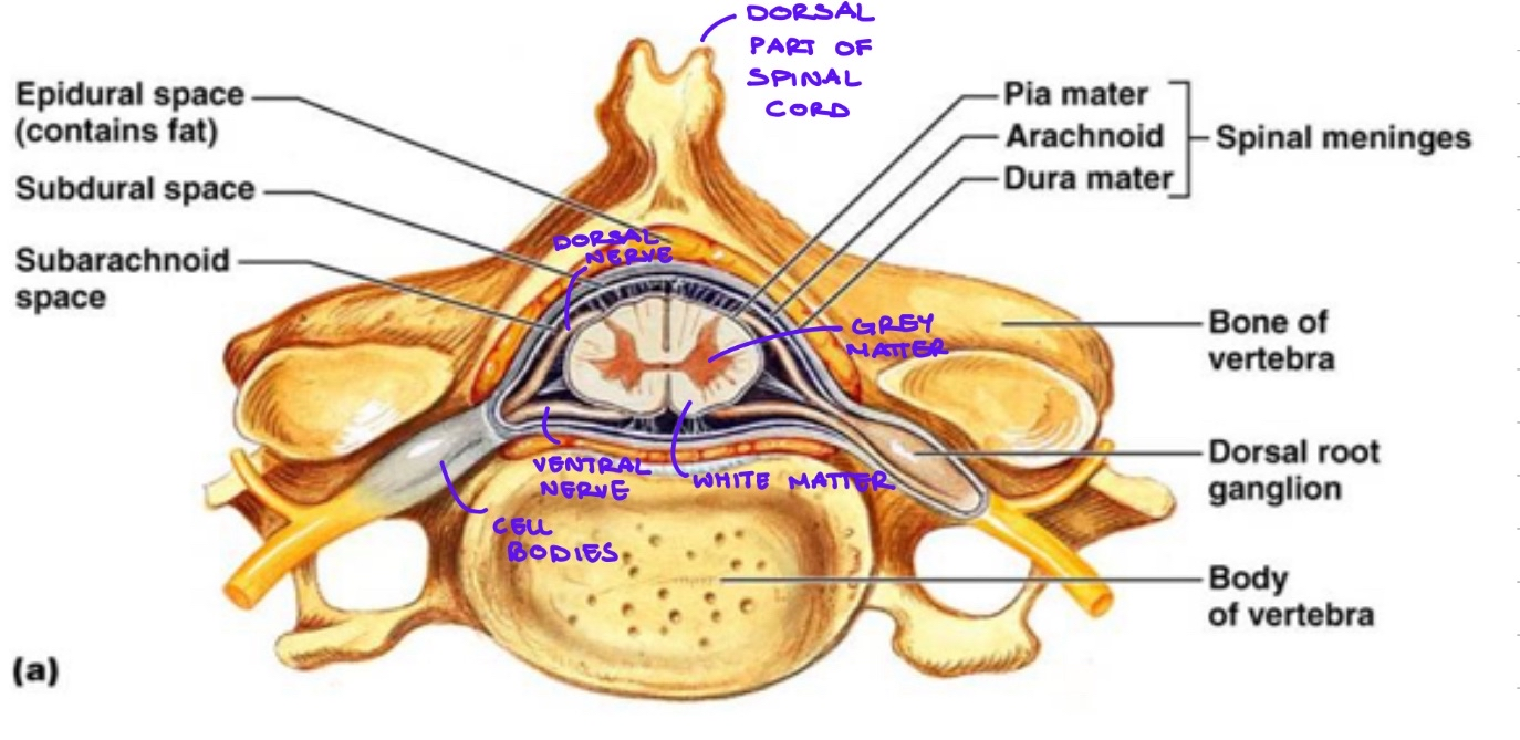 <p>This is an image of a section of the spinal cord </p><ul><li><p>dorsal part of spinal cord: boney thing you can feel in your back</p></li><li><p>white matter: axons of neurons going up and down spinal cord </p></li><li><p>grey matter: neuron cell bodies </p></li><li><p>Dorsal nerve root: sensory nerve coming in. Primarily somatosensory neurons bringing in sensory information from the periphery  </p></li><li><p>Ventral nerve root: carrying motor information away from the spinal cord</p></li></ul><p></p><p>(CHECK THE IMAGE HERE, I ADDED LABELS)</p><p></p>