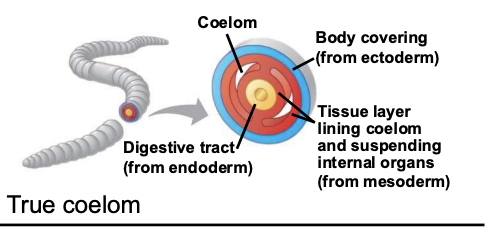 <p>Fluid-filled body cavity COMPLETELY surrounded by mesoderm surrounding the digestive tract.</p>