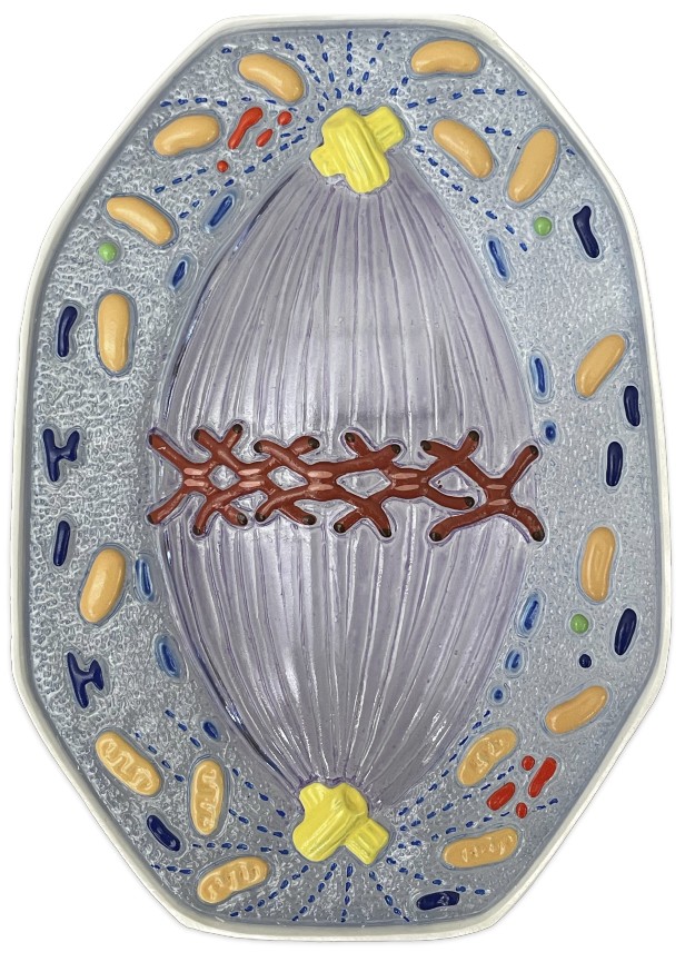 <p>Which phase does chromosomes align on the midline?</p>