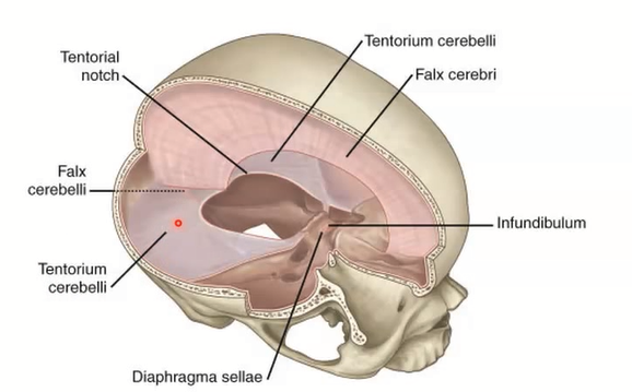 <p>Membranes that divide the cranial cavity into compartments and support the brain and spinal cord<br>-- 2 large folds: Falx Cerebri and Tentorium Cerebelli<br>-- 2 small folds: Falx Cerebelli and Diaphragma Sellae</p>