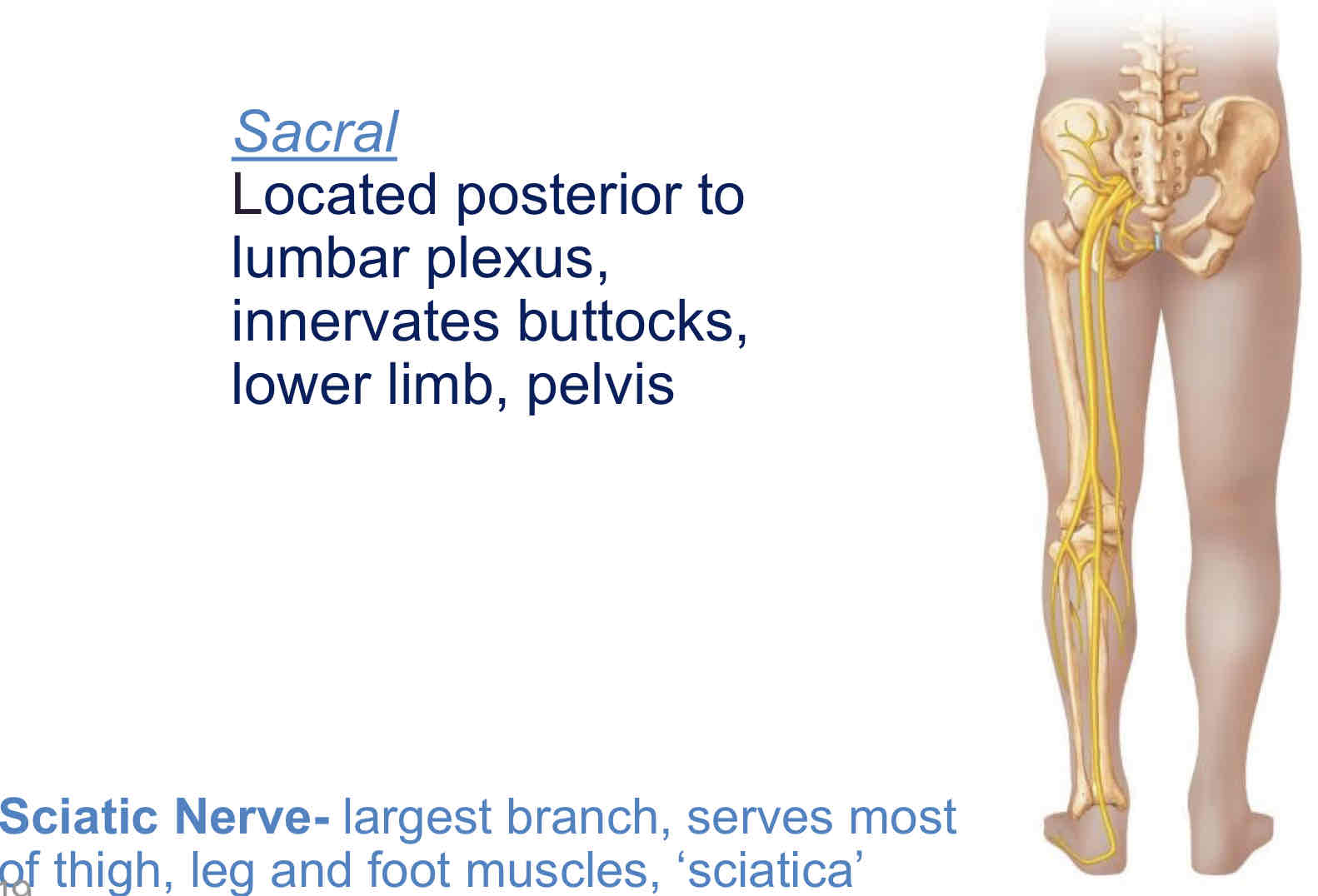 <p>Located posterior to lumbar plexus, innervates buttocks, lower limb, pelvis</p>