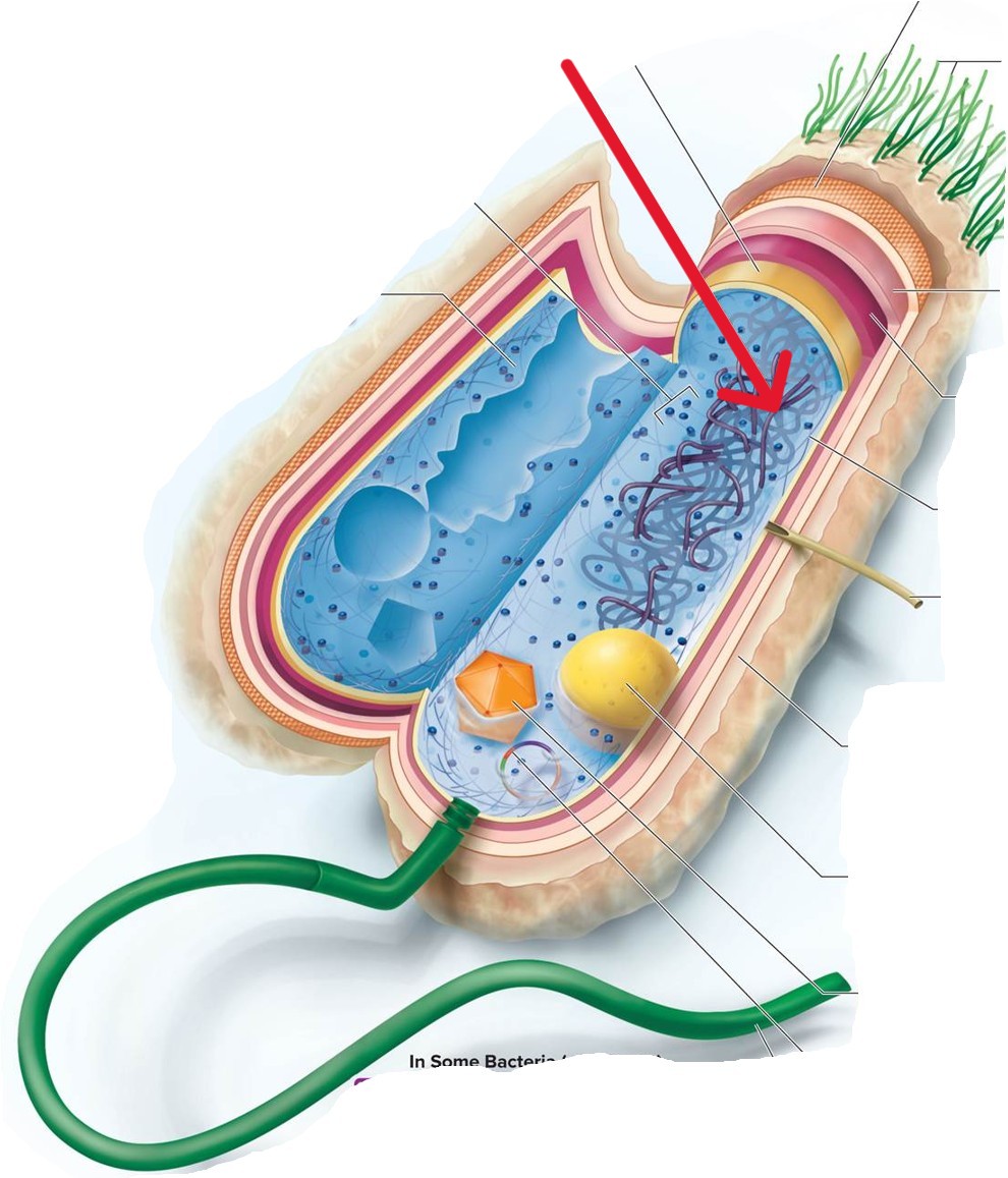 <p>Which structure of a Bacterial:</p><ul><li><p>Composed of condensed DNA molecules, DNA directs all genetics and heredity of the cell and codes for all proteins</p></li></ul><p></p>