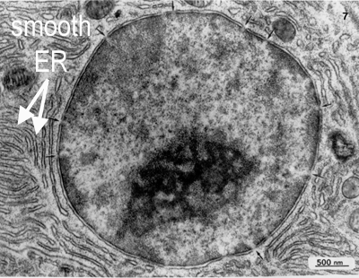 <p>smooth endoplasmic reticulum</p>