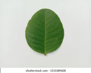 <p>What leaf tip is this?</p>