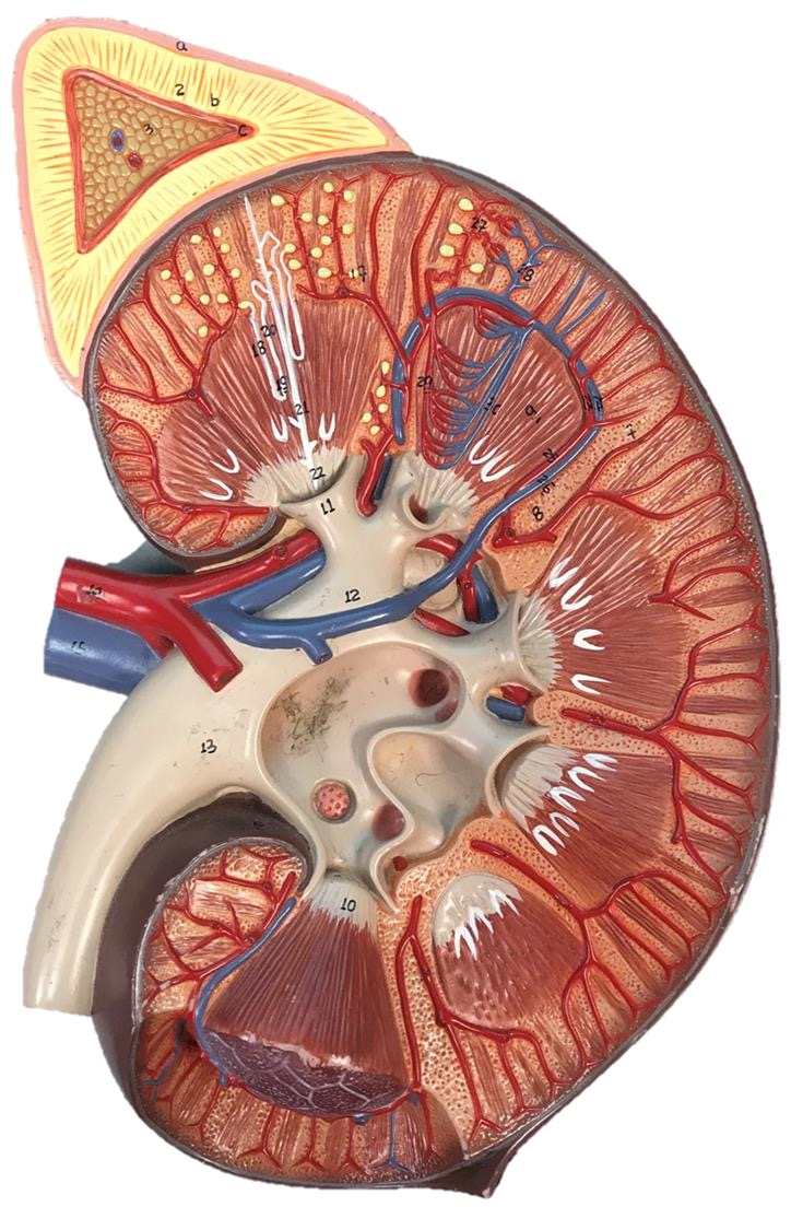 <p>Adrenal medulla</p>