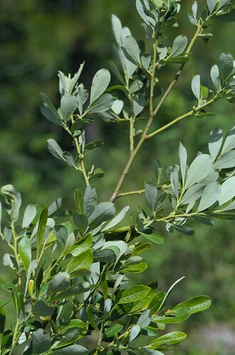 (Salix Scouleriana)