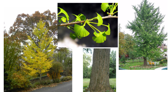 <p>-leaves come from pegs on branch</p>