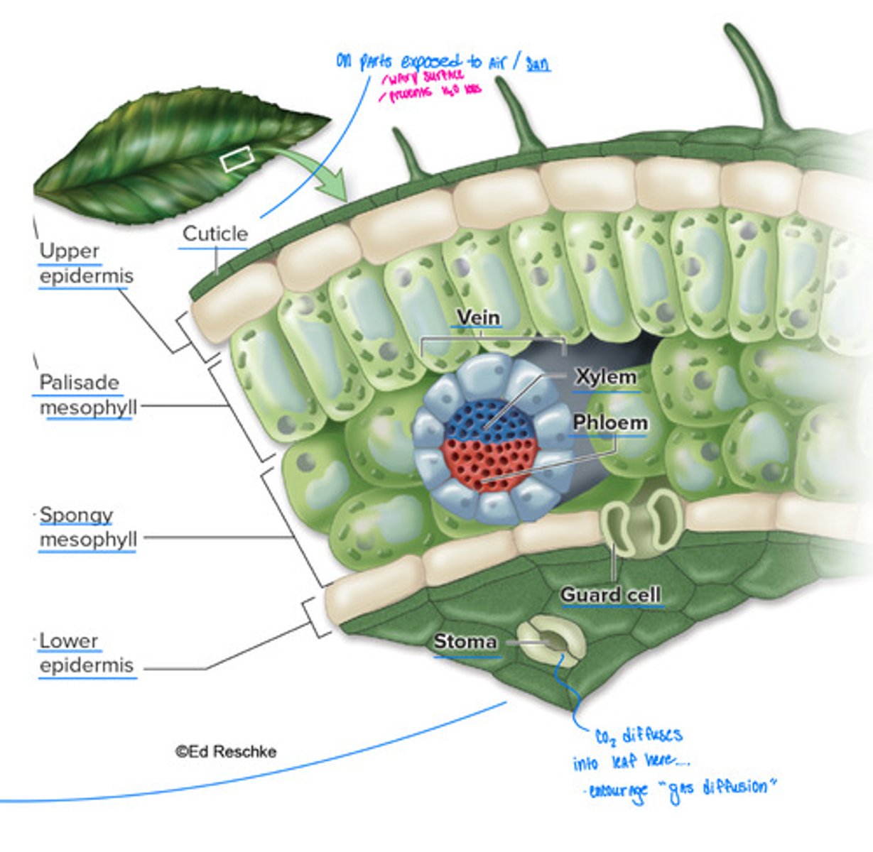 <p>- Impermeable cuticle on parts exposed to air ( waxy surface, prevents H2O loss )</p><p>- stomata - tiny openings on leaves and stems, facilitate gas diffusion.</p>