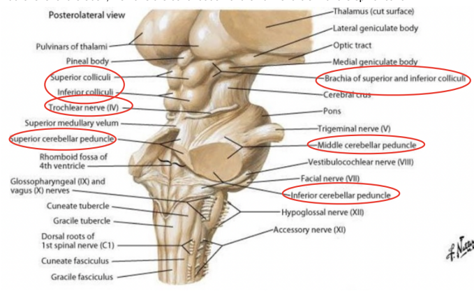 <ul><li><p>Cerebellar peduncles (esp. middle p.)</p></li><li><p>Exit of 4th cranial nerve — trochlear (originates caudally to the inferior coliculi</p><ul><li><p>Fibers exiting from the tegmentum of the midbrain enter in the superior medullary velum, cross, &amp; exit from it</p></li><li><p>The 2 trochlear nerves contain the fibers coming from the contralateral motor nucleus of the trochlear nerve — don’t remain dorsal, but embrace on the side of the midbrain, continuing ventrally &amp; then anteriorly</p></li></ul></li><li><p>The lamina quadrigemina </p></li></ul>