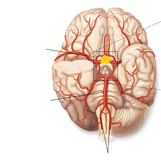 <p>inferior portion of the brain, circular branched network of the right and left internal carotids </p>