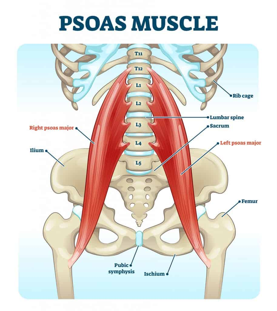 <p>No</p><ul><li><p><strong>psoas major</strong> muscle lies in the <strong>posterior abdominal wall, </strong>outside the true pelvis</p><ul><li><p>passes under the inguinal ligament to enter the thigh</p></li></ul></li></ul><p></p>