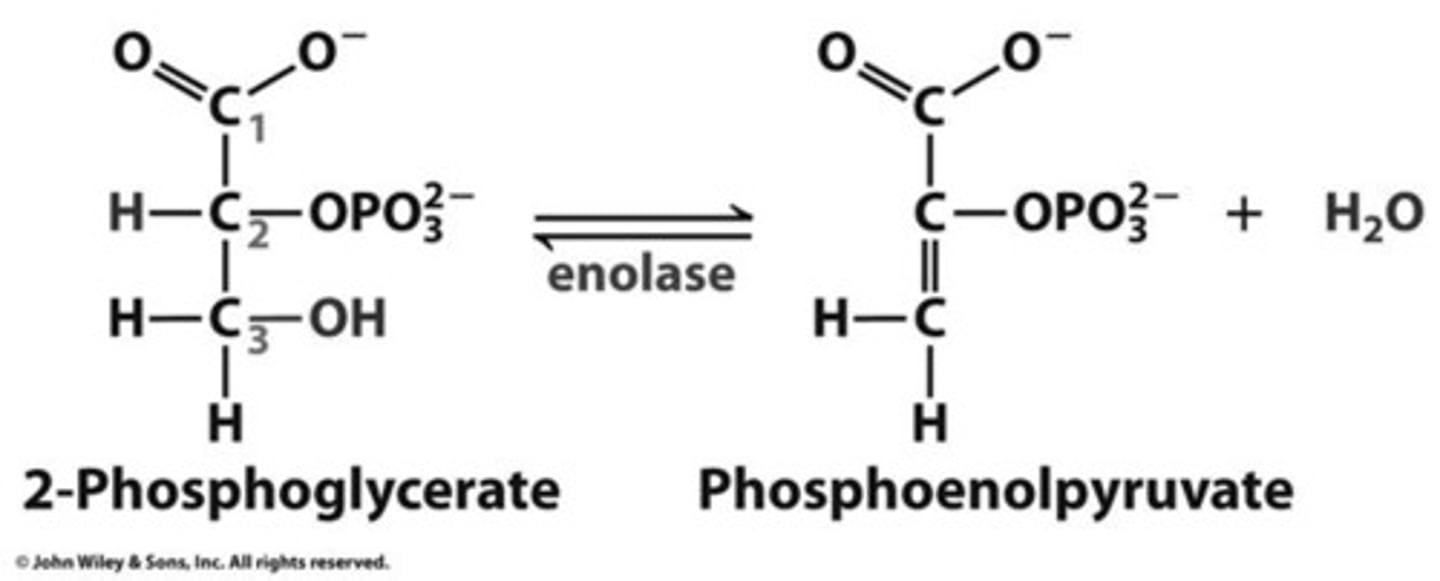 <p>- rxn occurs through dehydration (removal of a water molecule)</p><p>- 1 H₂O released by enolase</p>