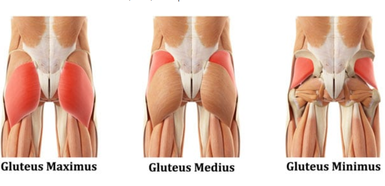 <p><span>Thigh muscles are attached to the femur and pelvic girdle. Posterior group is made up of what? </span></p>