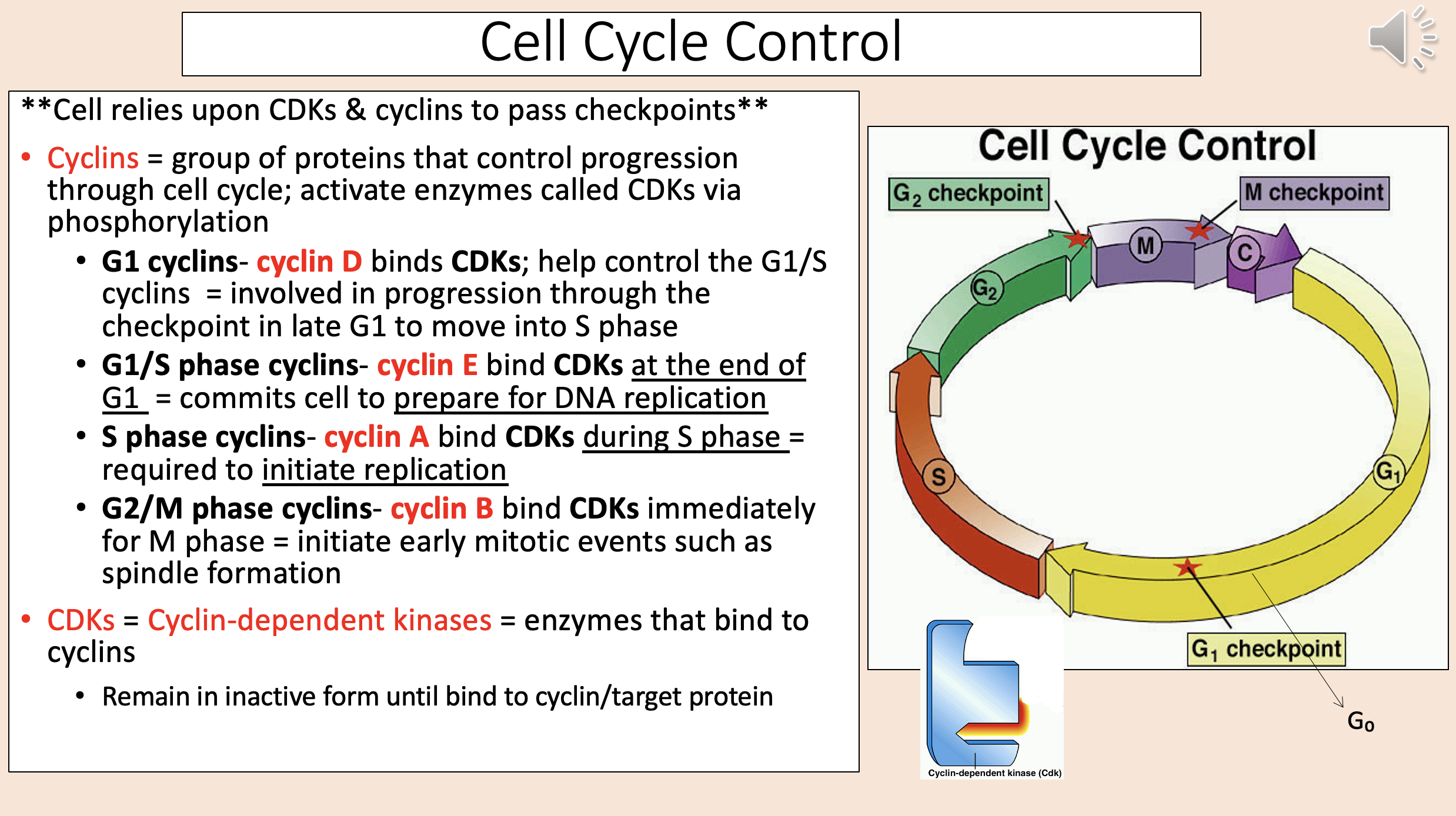<p><span style="color: rgb(255, 0, 0);"><span>CDKs </span></span><span><span>= </span></span><span style="color: rgb(255, 0, 0);"><span>Cyclin-dependent kinases.</span></span></p>