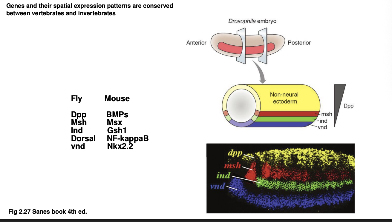 <p>Similar how Hox patterns work in mouse vs Drosophila (sp both A-P axis and D-V axis are conserved)</p><p>Examples of homolgous:</p><ul><li><p><strong>Drosophila→ Msh, Ind, Vnd</strong></p><ul><li><p>Expressed in the neuroectoderm from droal to ventral</p></li></ul></li><li><p><strong>Mouse→ Msx, Gsh1, Nkx2.2</strong></p><ul><li><p>expressed in neurla tube dorsal to ventral</p></li></ul></li></ul><p></p>