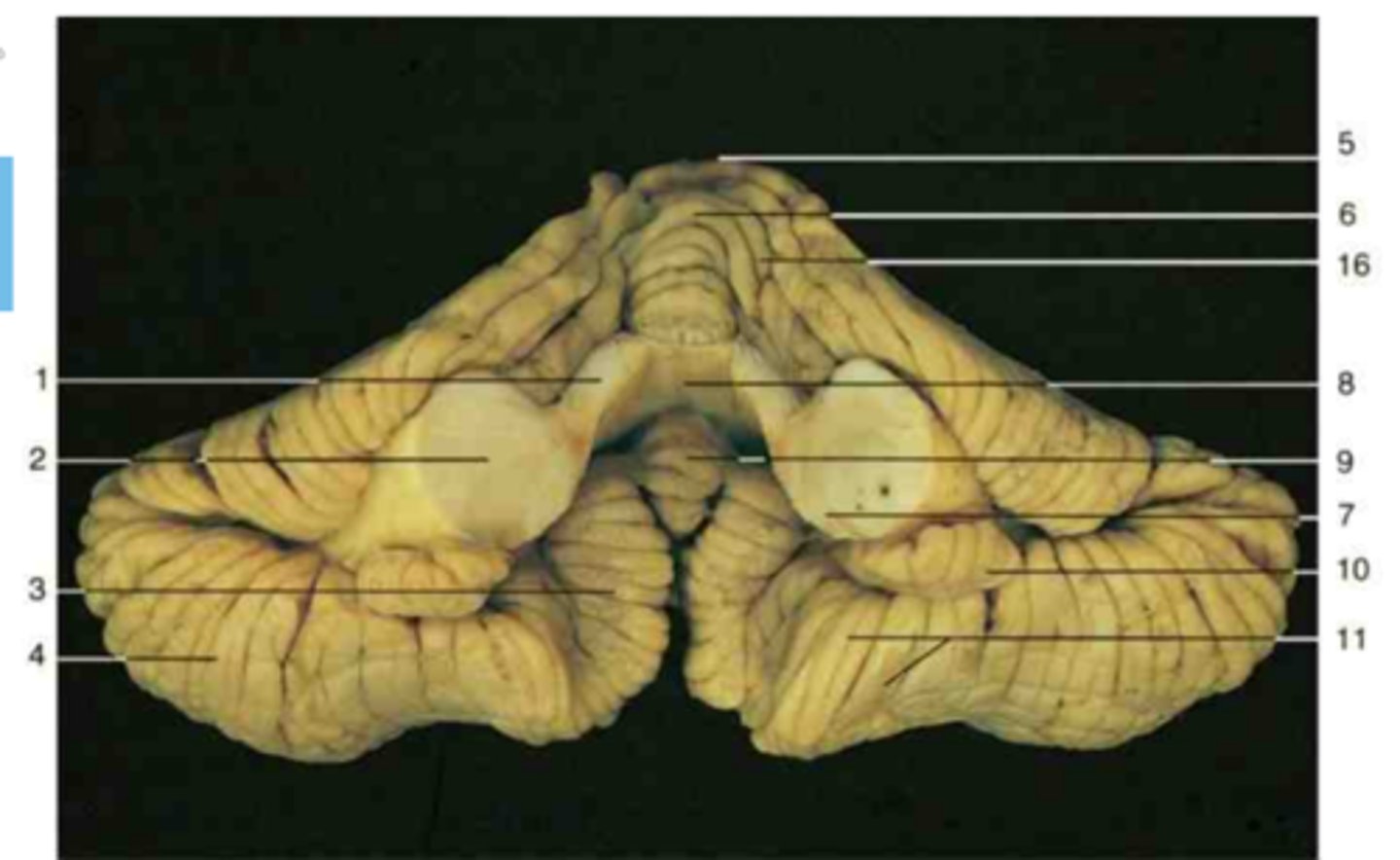 <p>8</p>