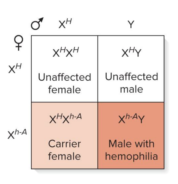 <ul><li><p>this type of inheritance poses a special problem for males</p></li><li><p>males have only 1 copy of X linked genes (hemizygous)</p></li><li><p>a female heterozygous for an X linked recessive allele will pass this trait to 50% of her male offspring</p></li></ul><p></p>