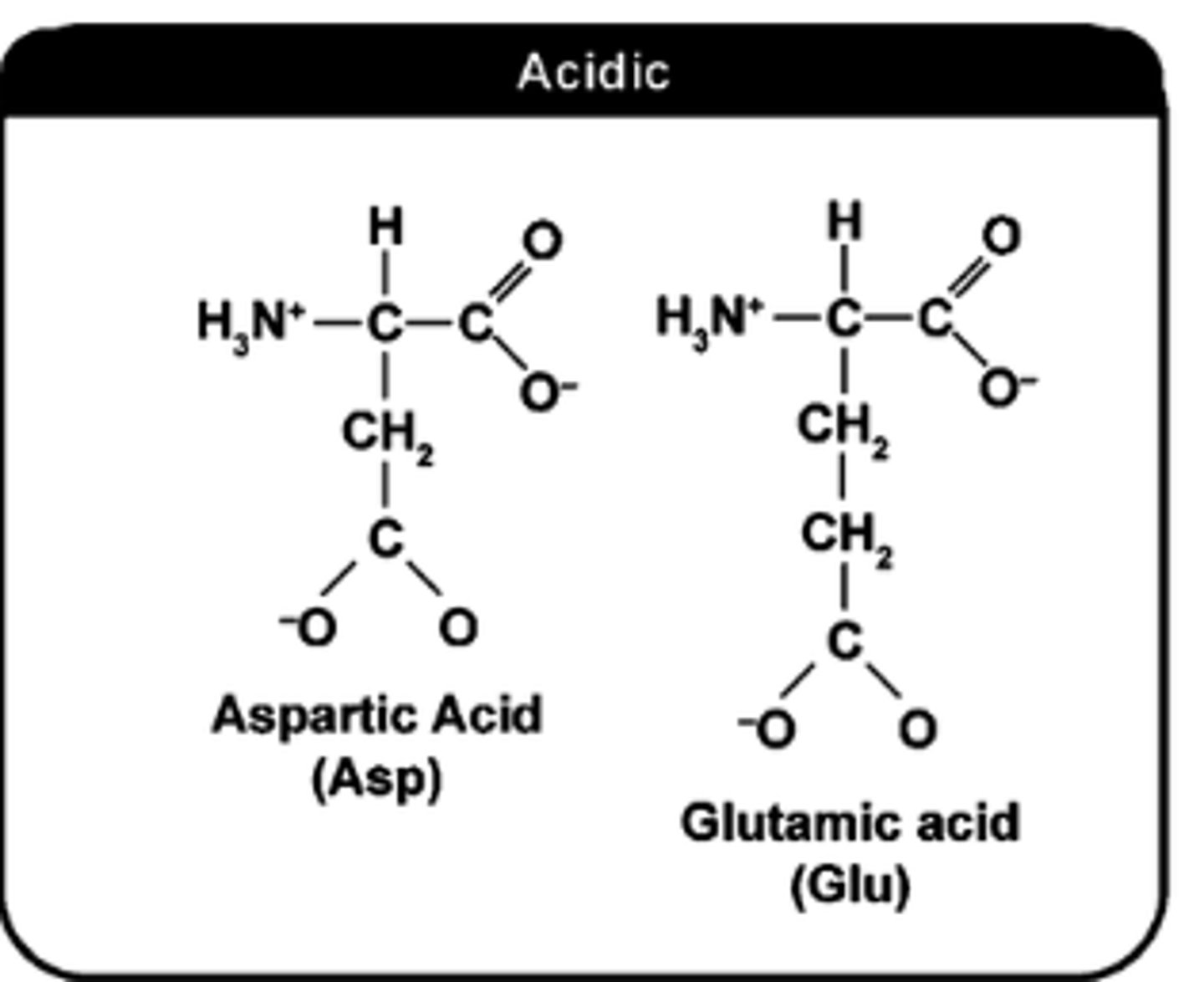 <p>Look For:​</p><p>Carboxyl Groups​</p><p>Negative charges​</p>