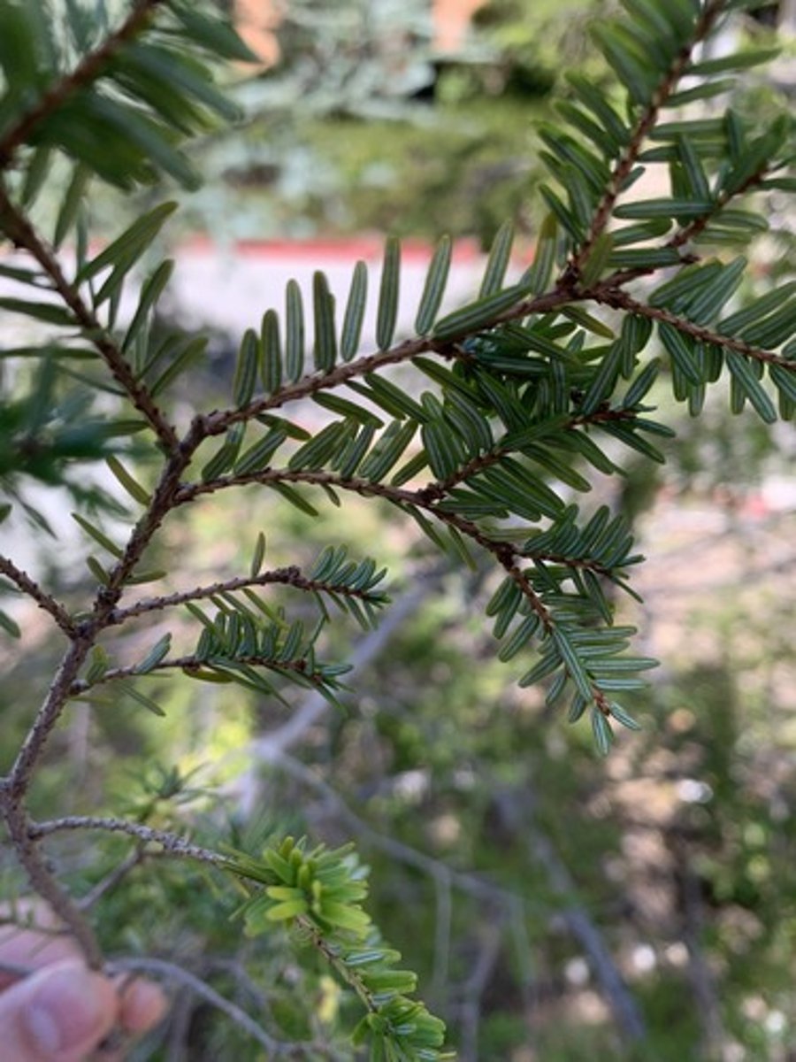 <p>Foliage: < 1" normally 1/2" flat obtuse needles with bright-medium green and dual white lines on the bottom, very petite. Greyish bark with a dull shine</p>